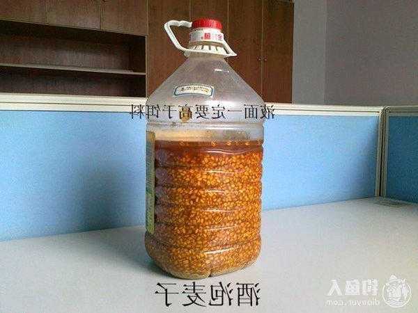 小麦泡酒钓鱼怎么样？小麦泡白酒钓鱼最多能放多久？