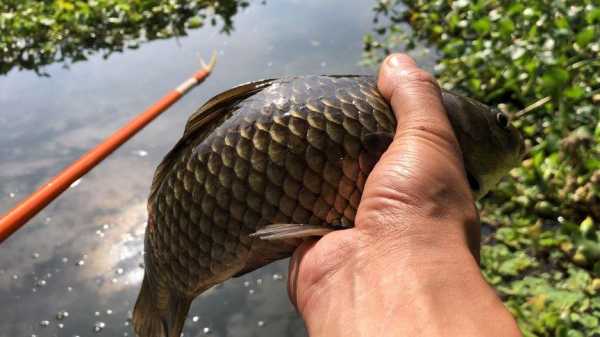 蒜头钓鱼效果怎么样，蒜头钓鱼效果怎么样啊？