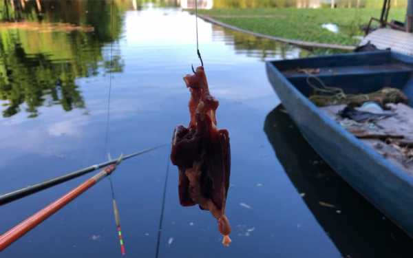 夏季鸡肝钓鱼怎么样，夏季鸡肝钓鱼效果如何？