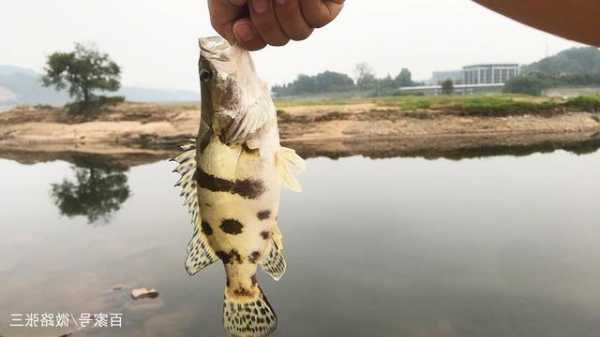 桂河钓鱼怎么样，河道里的桂鱼怎么钓？