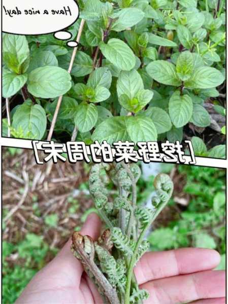 薄荷钓鱼效果怎么样？薄荷 钓鱼？