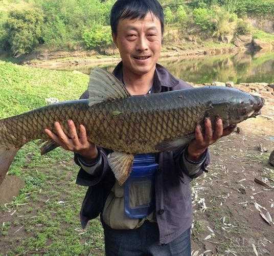 钓鱼用油糠怎么样？油糠钓草鱼？