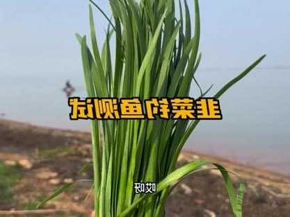 韭菜香菜钓鱼怎么样？香菜钓鳊鱼？