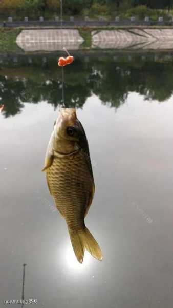 鲜嫩小麦钓鱼怎么样？小麦野钓？