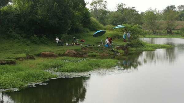 水上森林钓鱼怎么样，水上森林景区视频