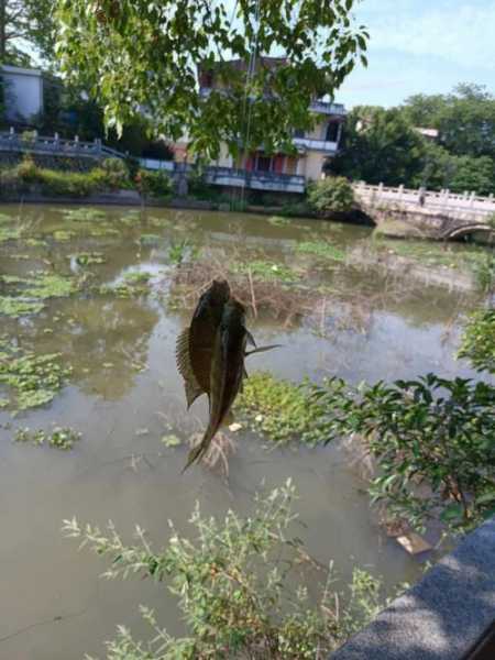 青城湖钓鱼怎么样，青城湖钓鱼怎么样好玩吗