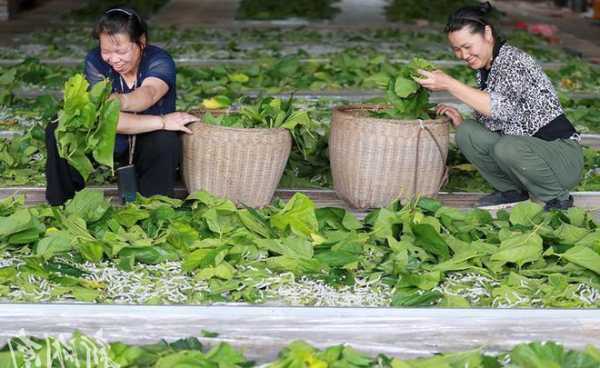 桑蚕庄园钓鱼怎么样，桑蚕种植基地！