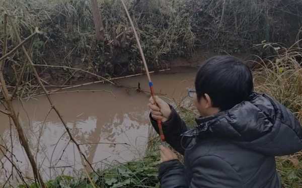 芦苇窝子钓鱼怎么样，芦苇很多的地方怎样钓鲫鱼