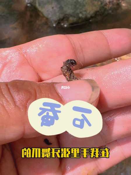 中江石蚕钓鱼怎么样？石蚕幼虫钓鱼？