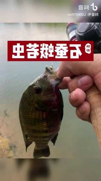 中江石蚕钓鱼怎么样？石蚕幼虫钓鱼？