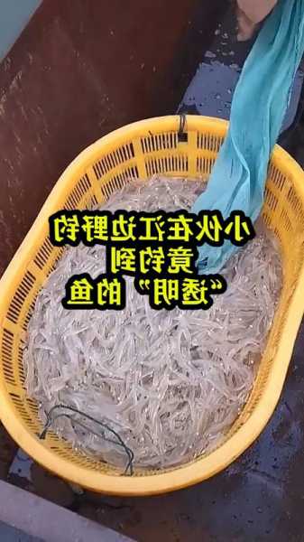 透明生物钓鱼怎么样？透明鱼原理？