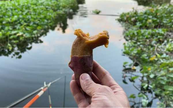 用地瓜怎么样钓鱼，用地瓜怎么样钓鱼最好