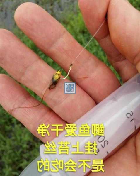 青苔晚上钓鱼怎么样，青苔钓法！