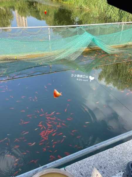 石湖钓鱼怎么样，石湖荡钓鱼