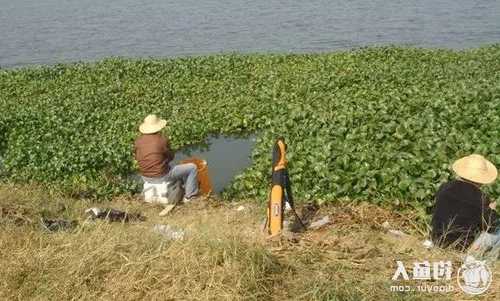 钓鱼怎么样清理水草？野钓清理水草用什么好清理？